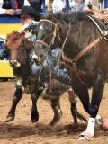 Steerwrestling_2019NFR_R09_SW_Ty Erickson_photo by Dan Hubbell (1).jpg