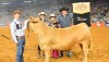 Grand-Champ-market-steer-980x551.jpg