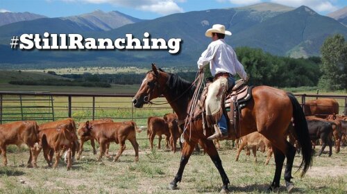 Still ranching_lead image_19308740_G.jpeg